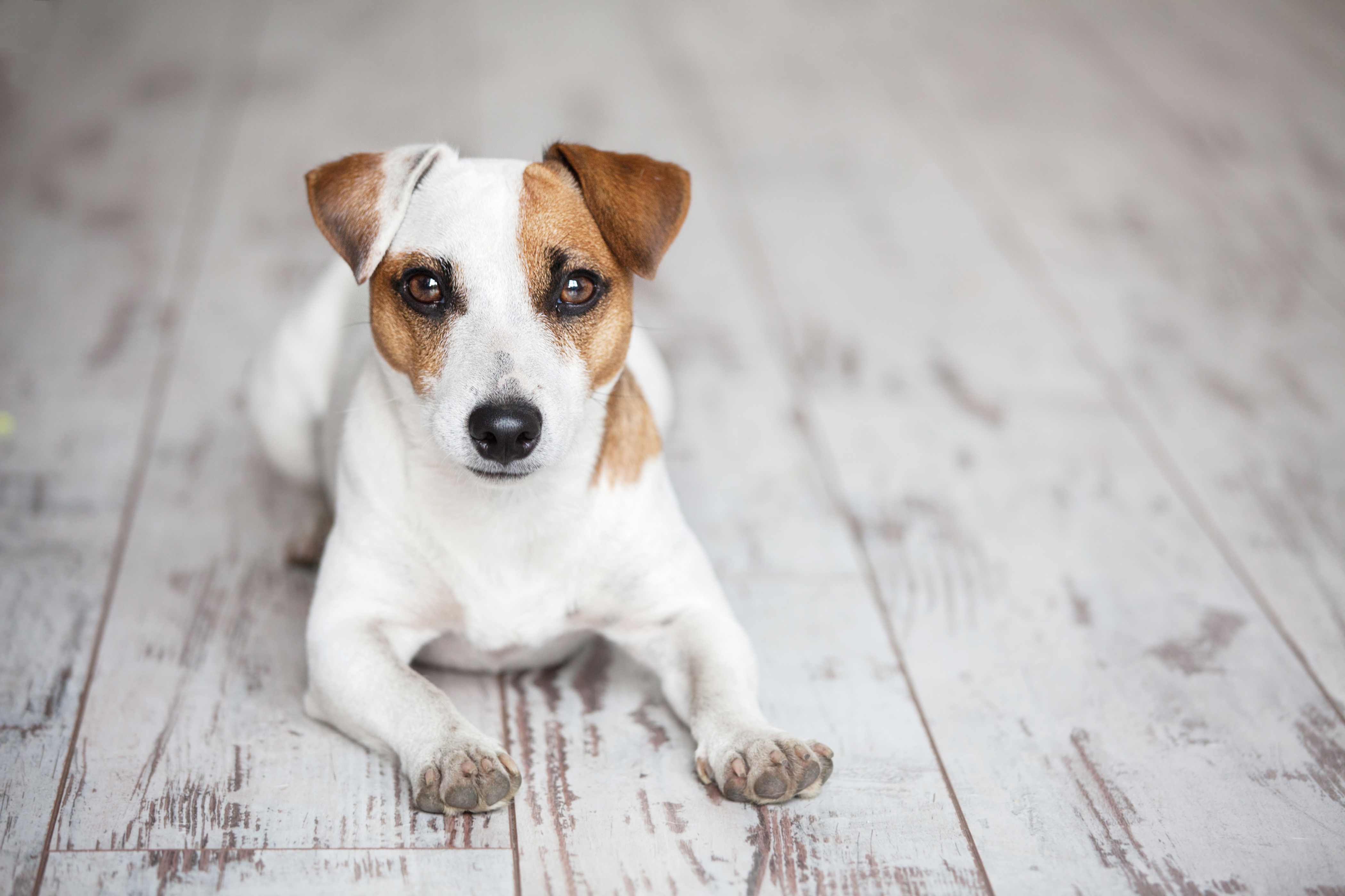 Джек рассел девочка. Jack Russell Puppy. Jack Russell Terrier Puppy Royal Canin купить.