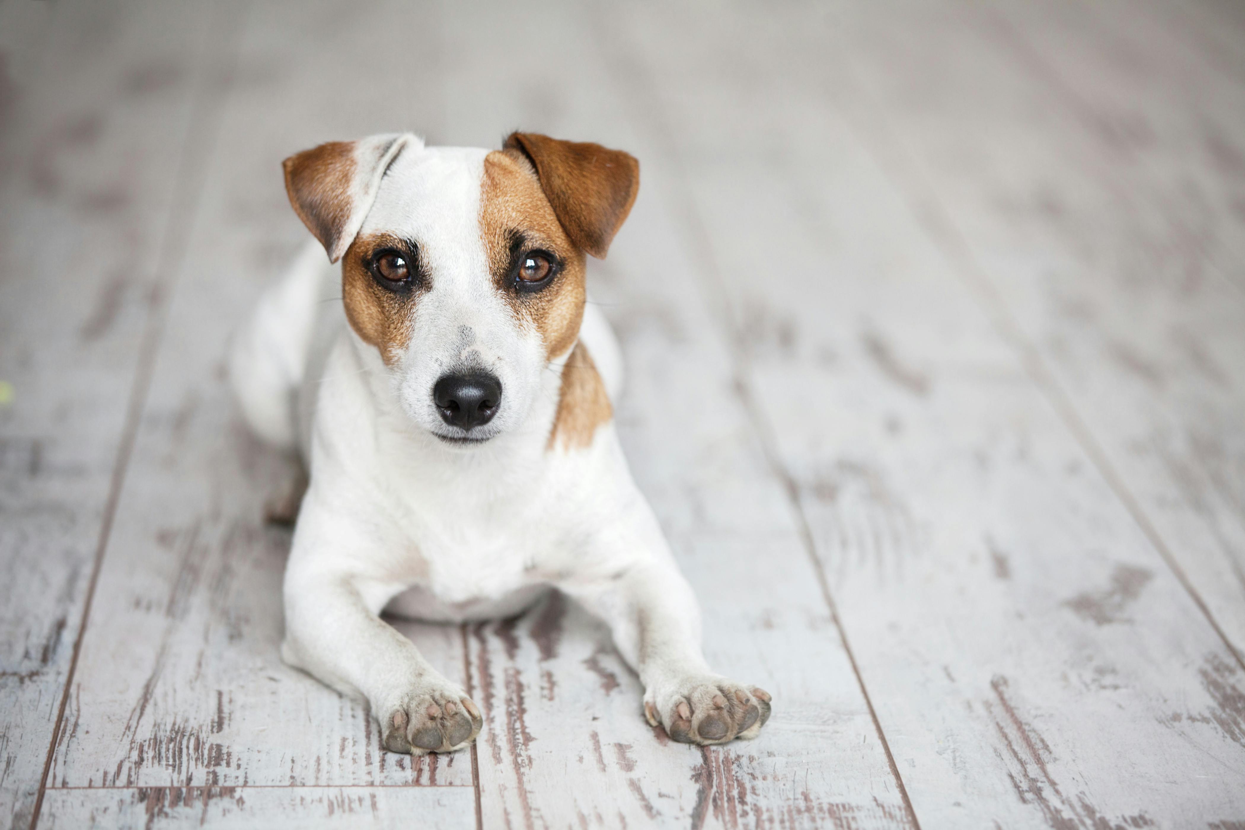 How To Prevent Diarrhoea in Puppy Royal Canin Royal