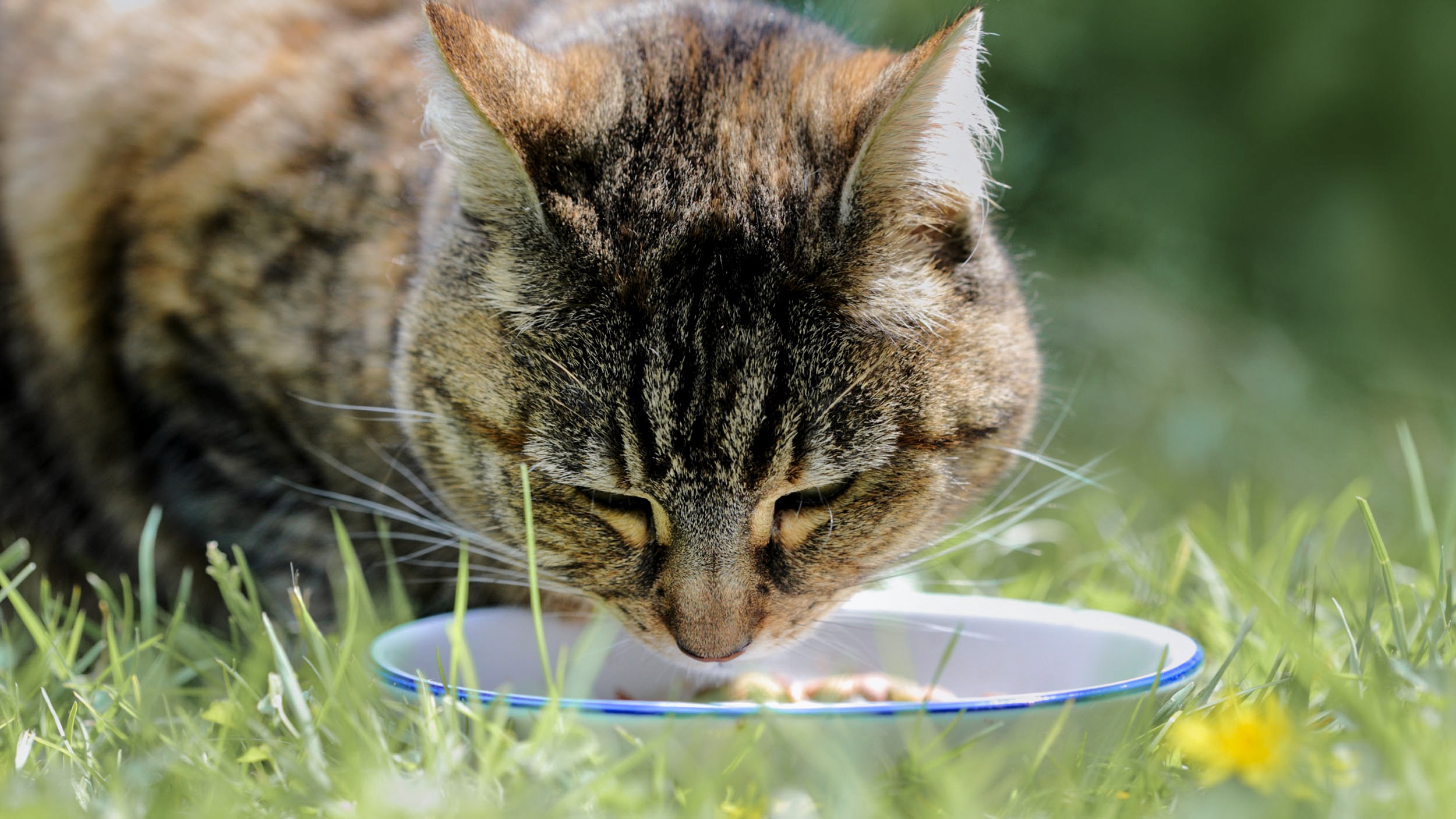 Voksen katt som står i gresset utendørs og spiser fra en hvit skål.