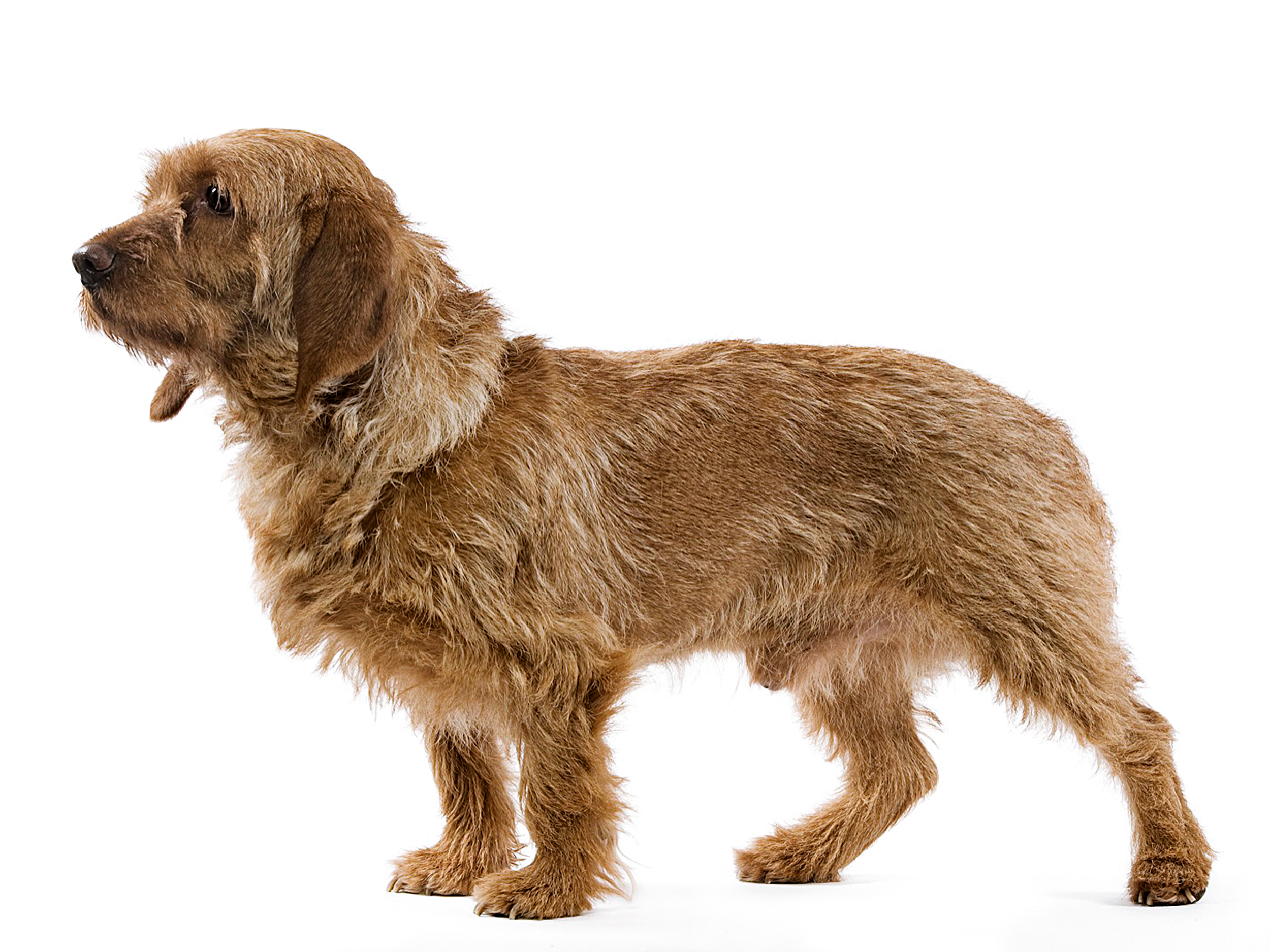 Basset fauve de bretagne black and white