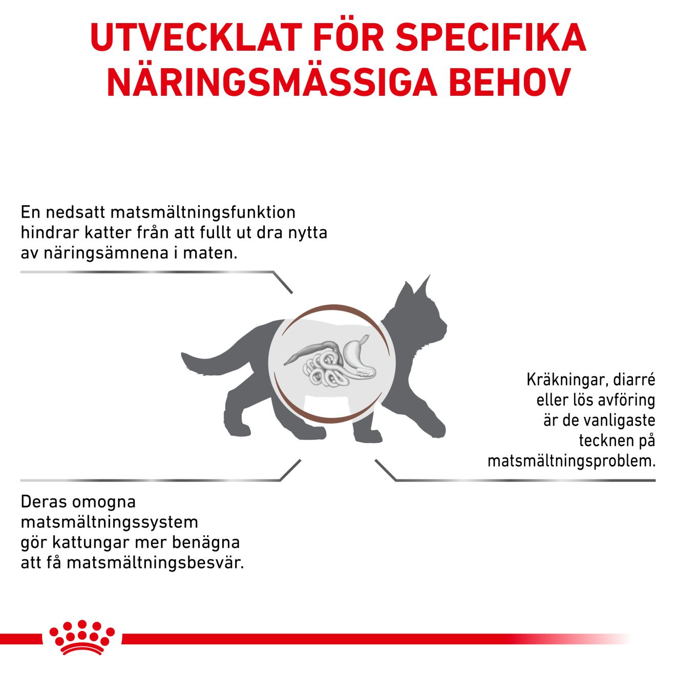 Gastrointestinal Kitten