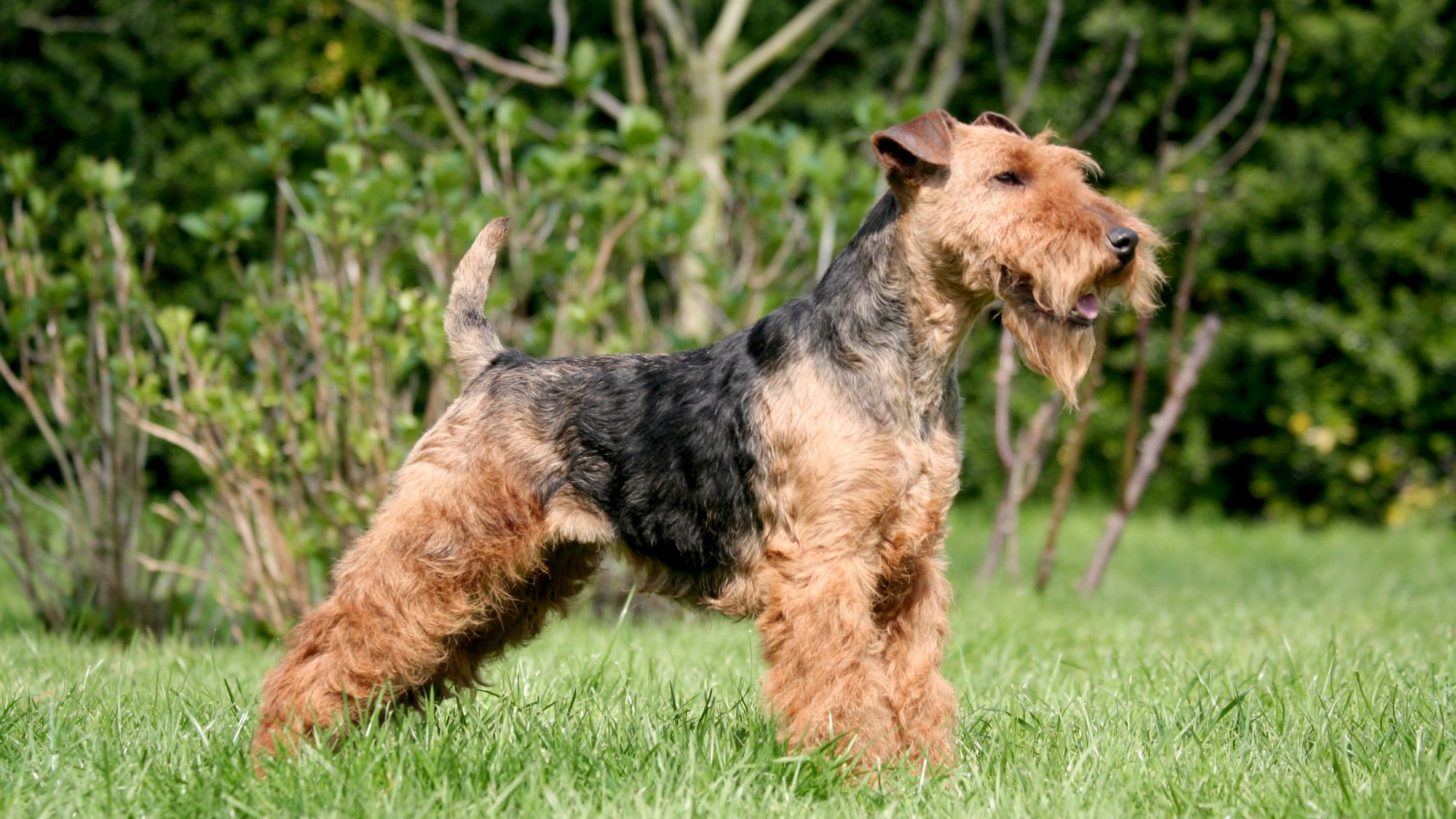 Side view of Welsh Terrier standing in grass