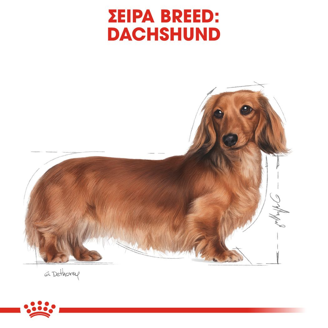 Dachshund Adult