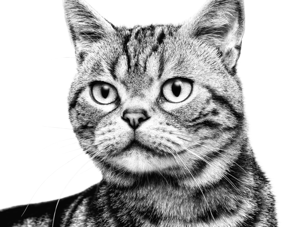 American Shorthair in black and white