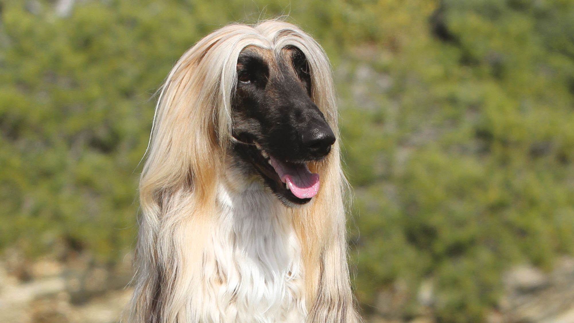 Afghan Hound looking away from with mouth open