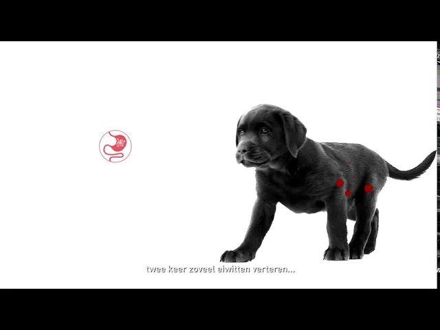 start-of-life-digestion-nl