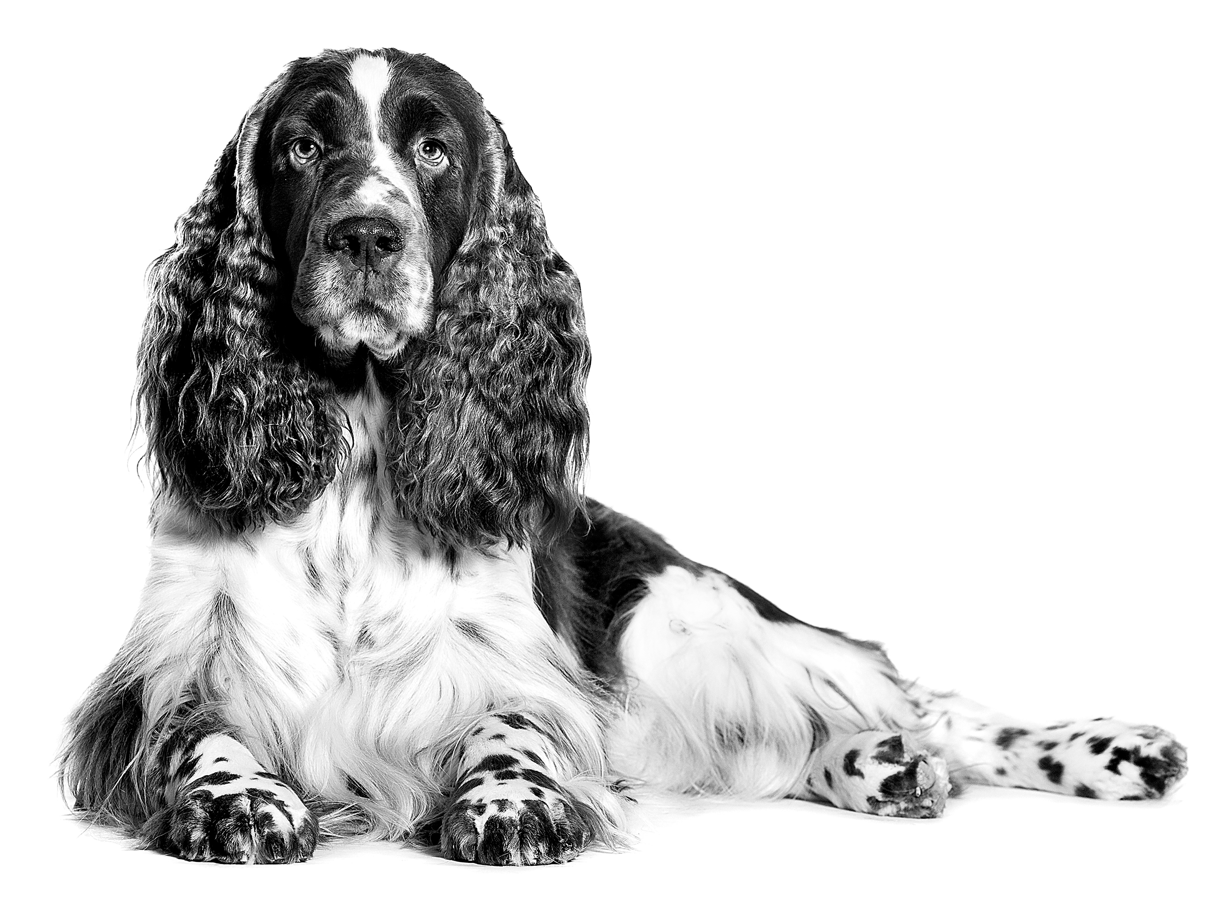 English Springer Spaniel adult lying down in black and white on a white background