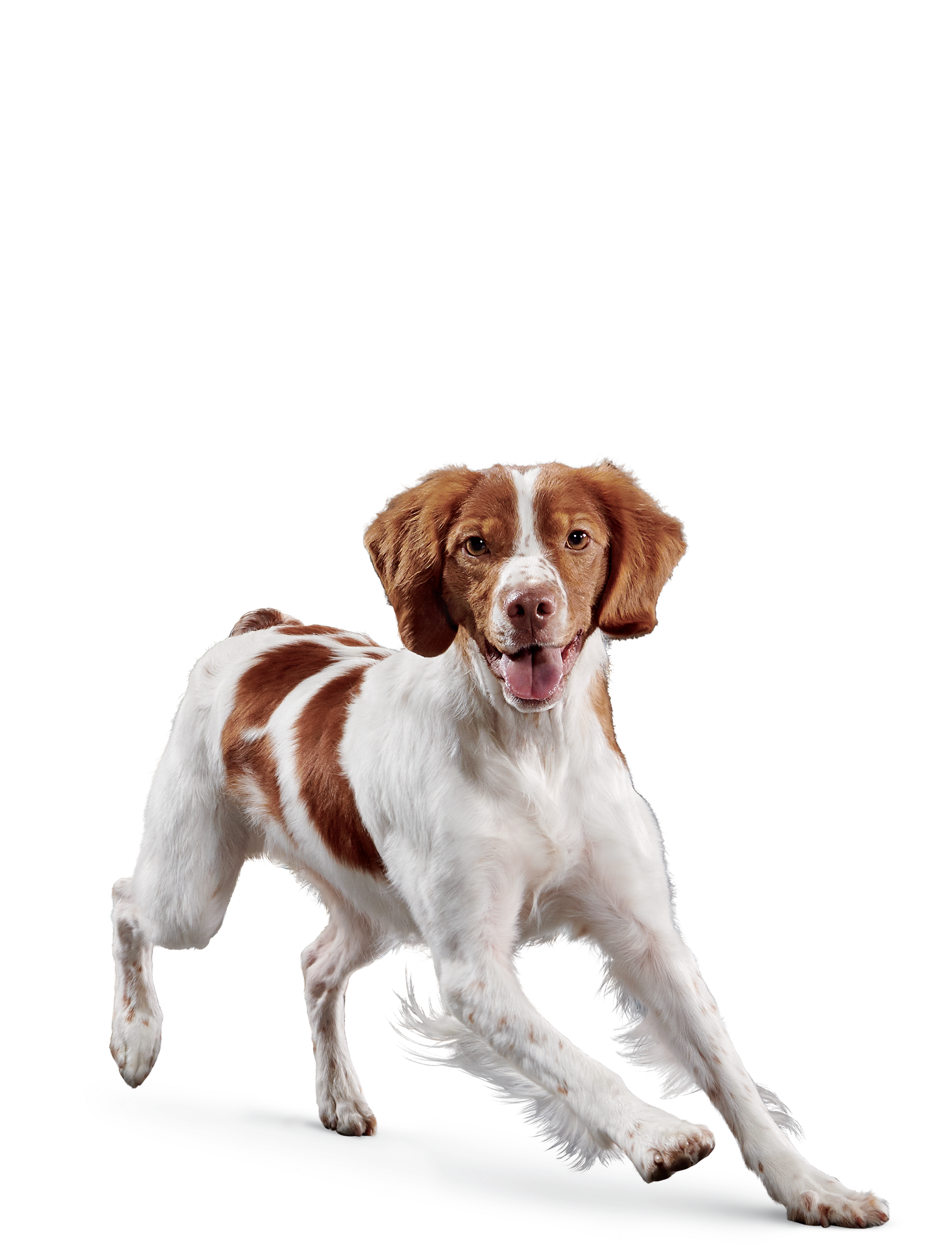 Eukanuba™ SENIOR MEDIUM BREED