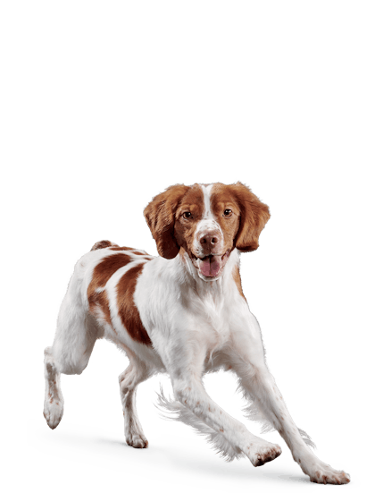 Royal canin brittany spaniel discount