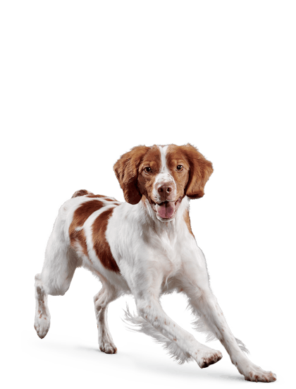 Eukanuba - Senior Medium Breed - Facing Illustration (2019 Restage)