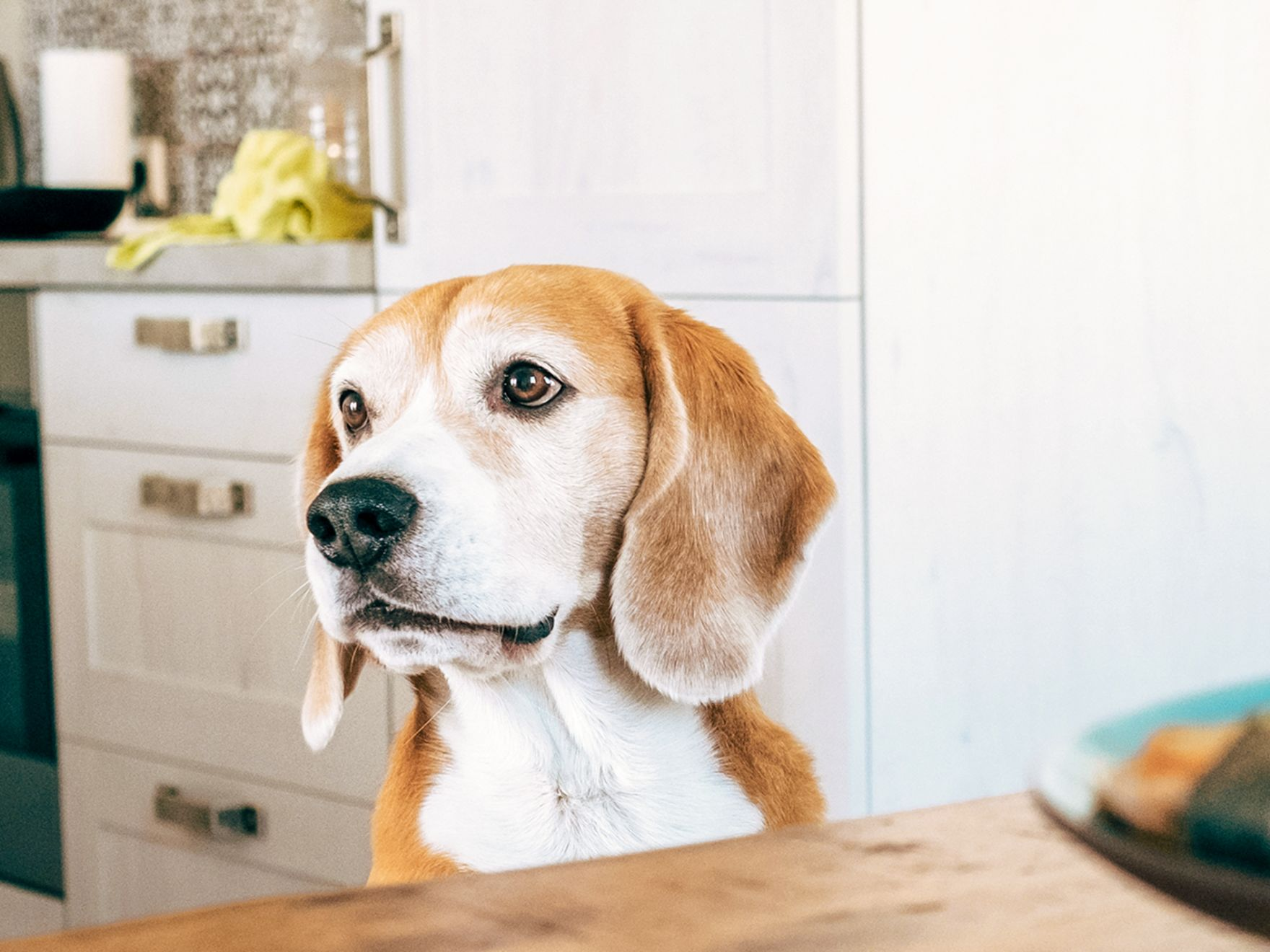 Beagle adulto em pé em uma cozinha olhando por cima de uma mesa