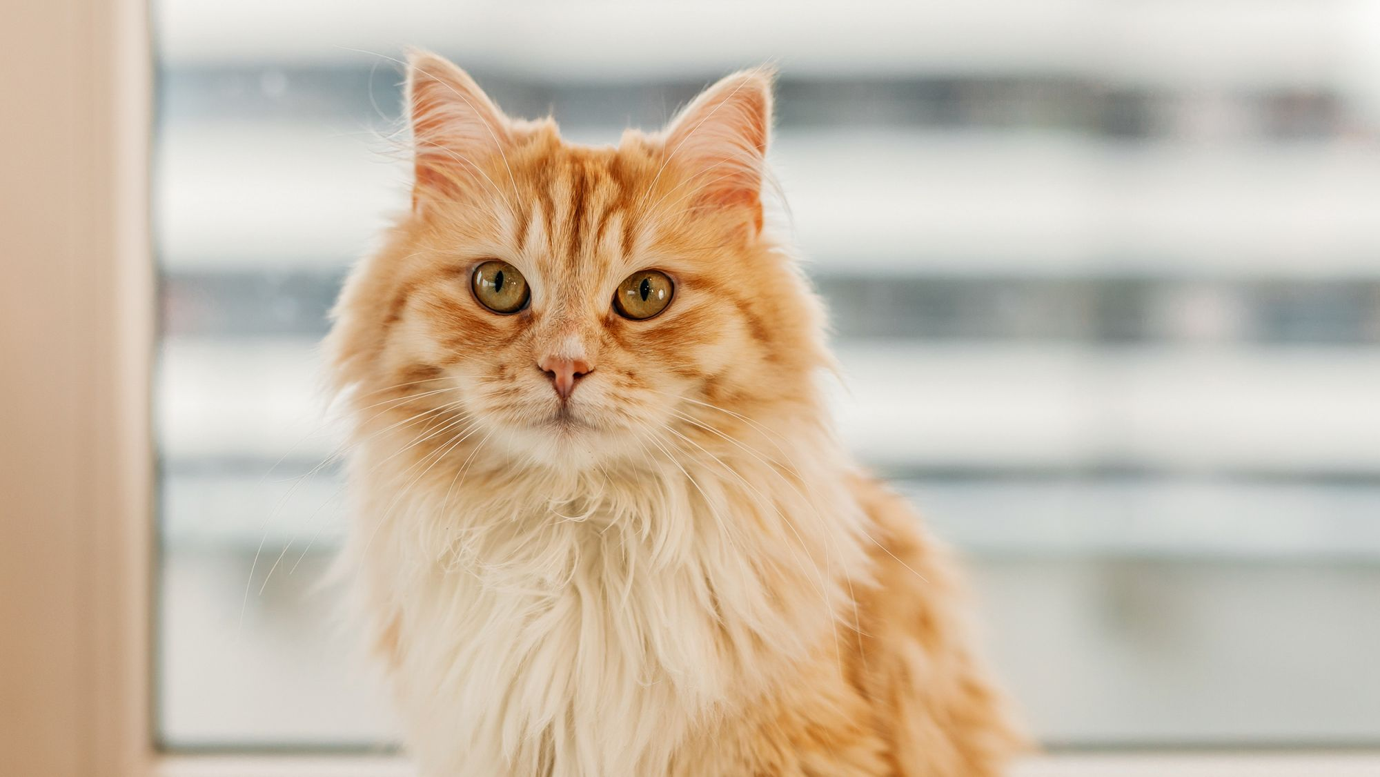 Cat sitting indoors next to a window