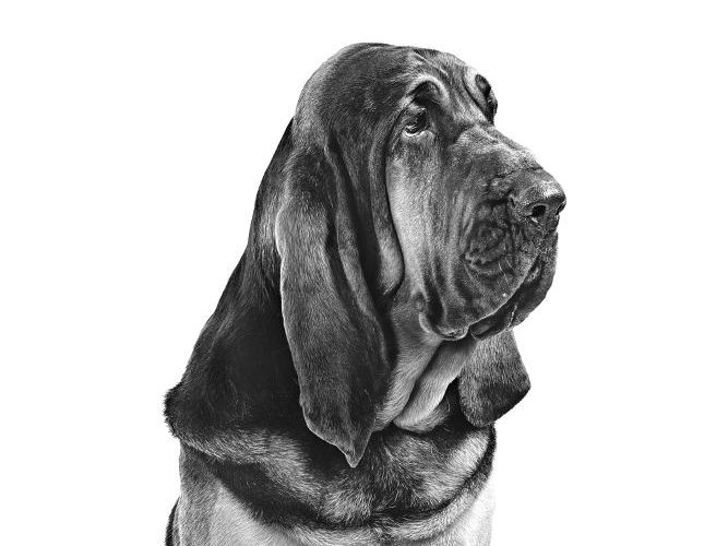 Portrait en noir et blanc d'un chien de Saint-Hubert assis