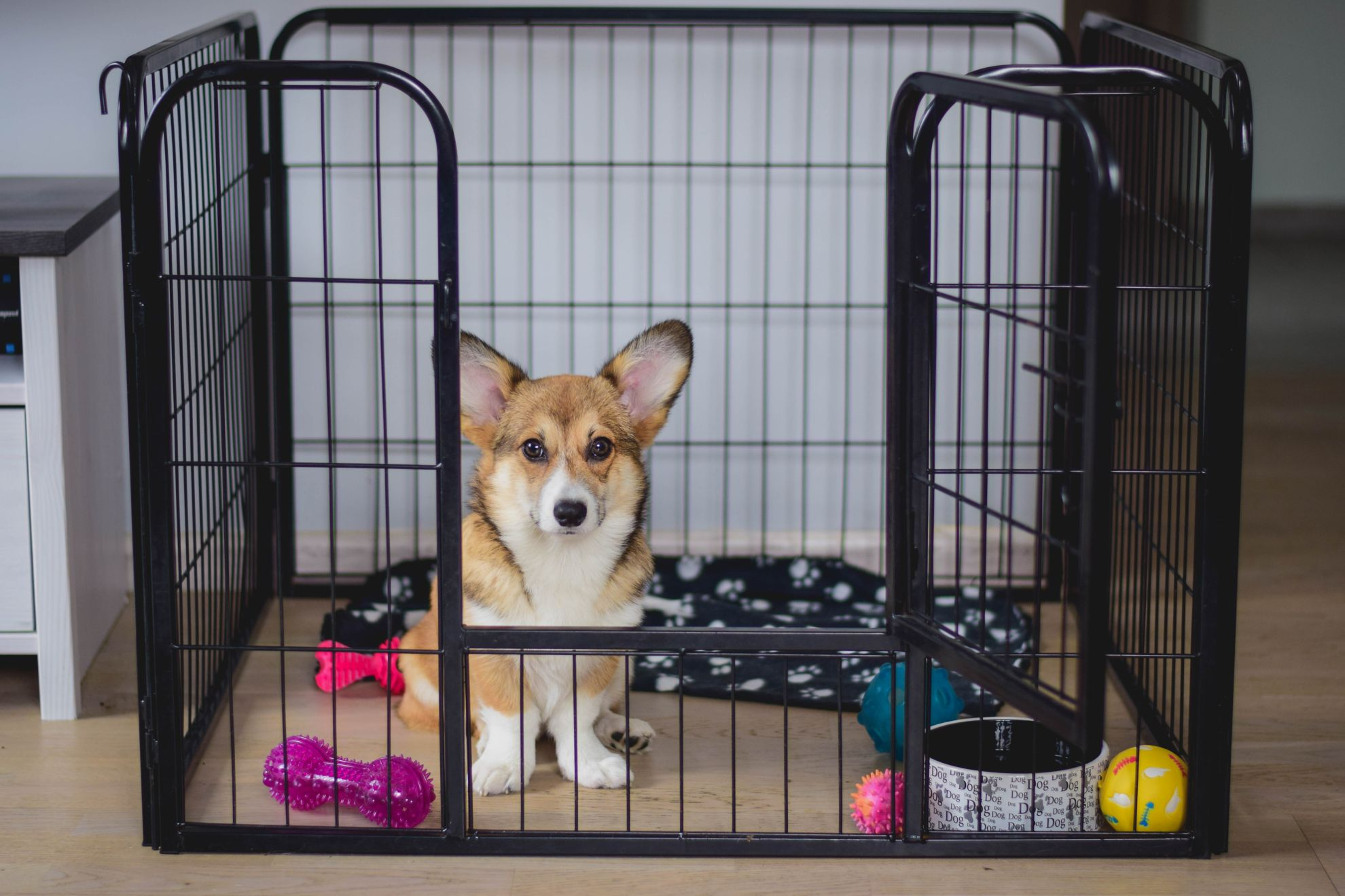 When can you start shop crate training a puppy