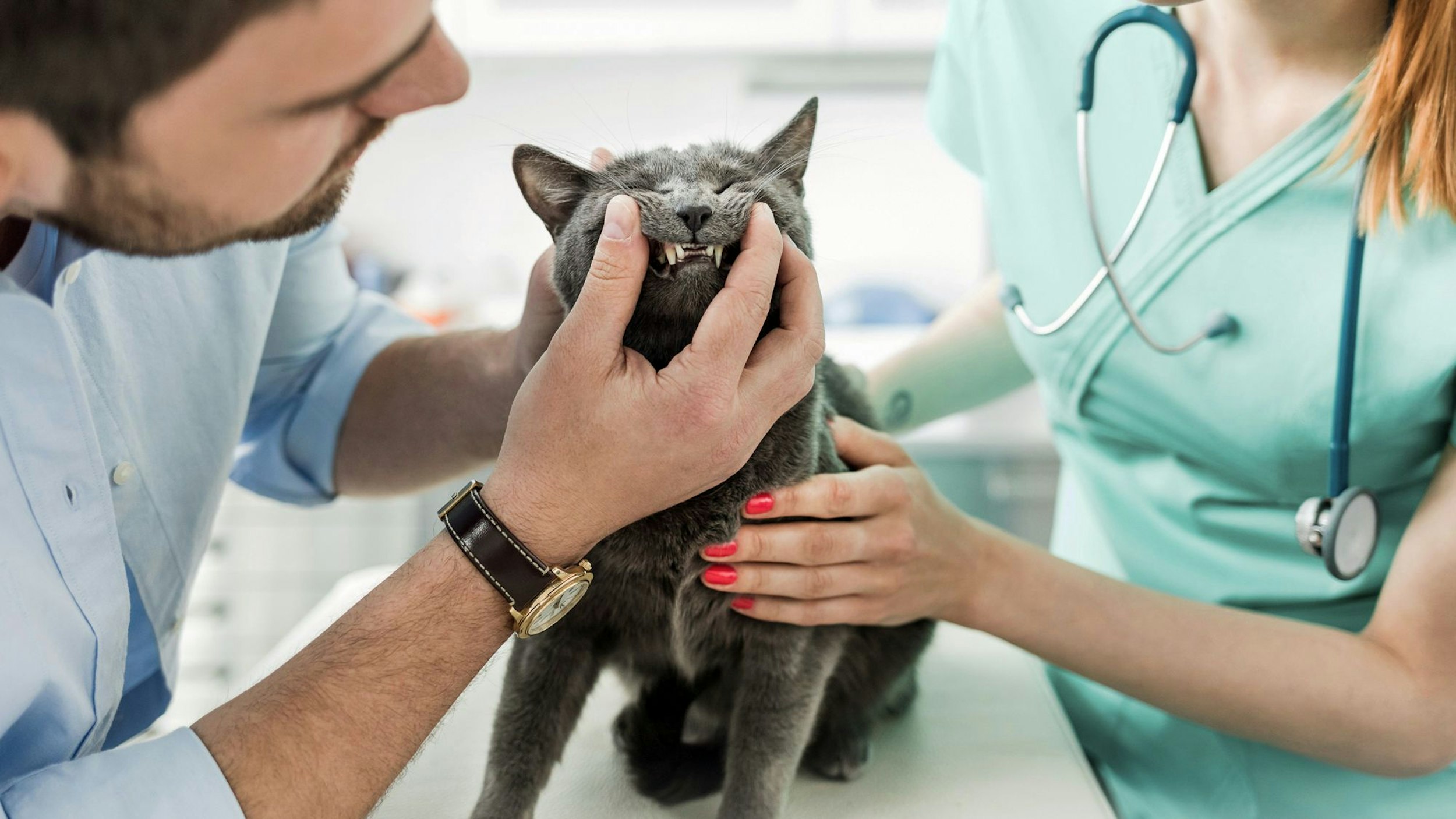 Tierarzt untersucht die Zähne einer schwarzen Katze.
