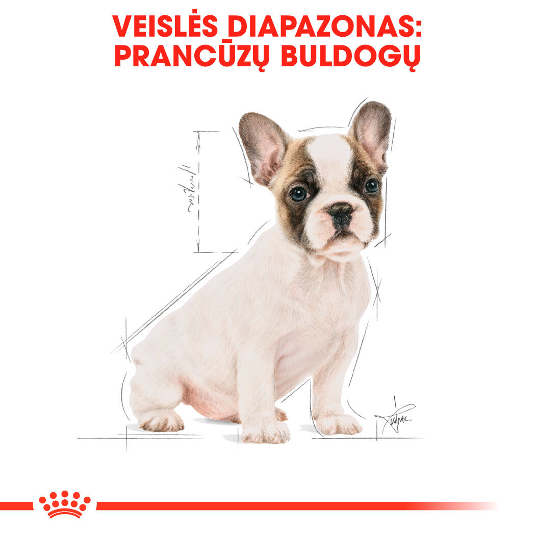 French Bulldog Puppy Sausas Royal Canin