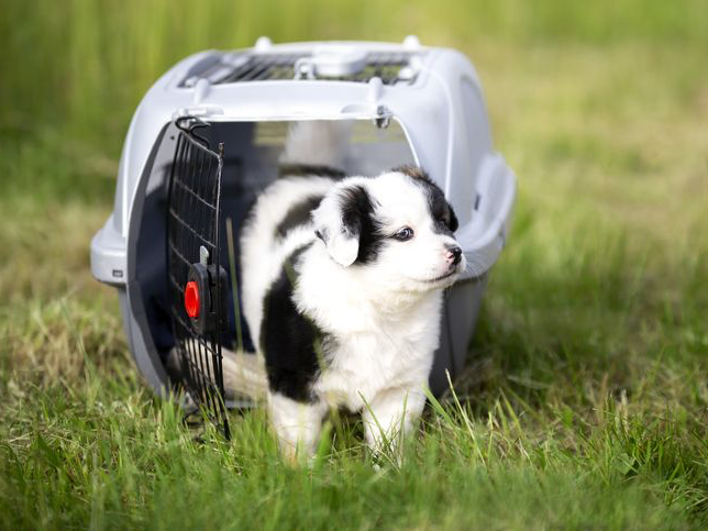 Un chiot berger australien sort de sa caisse de transport et marche sur l'herbe