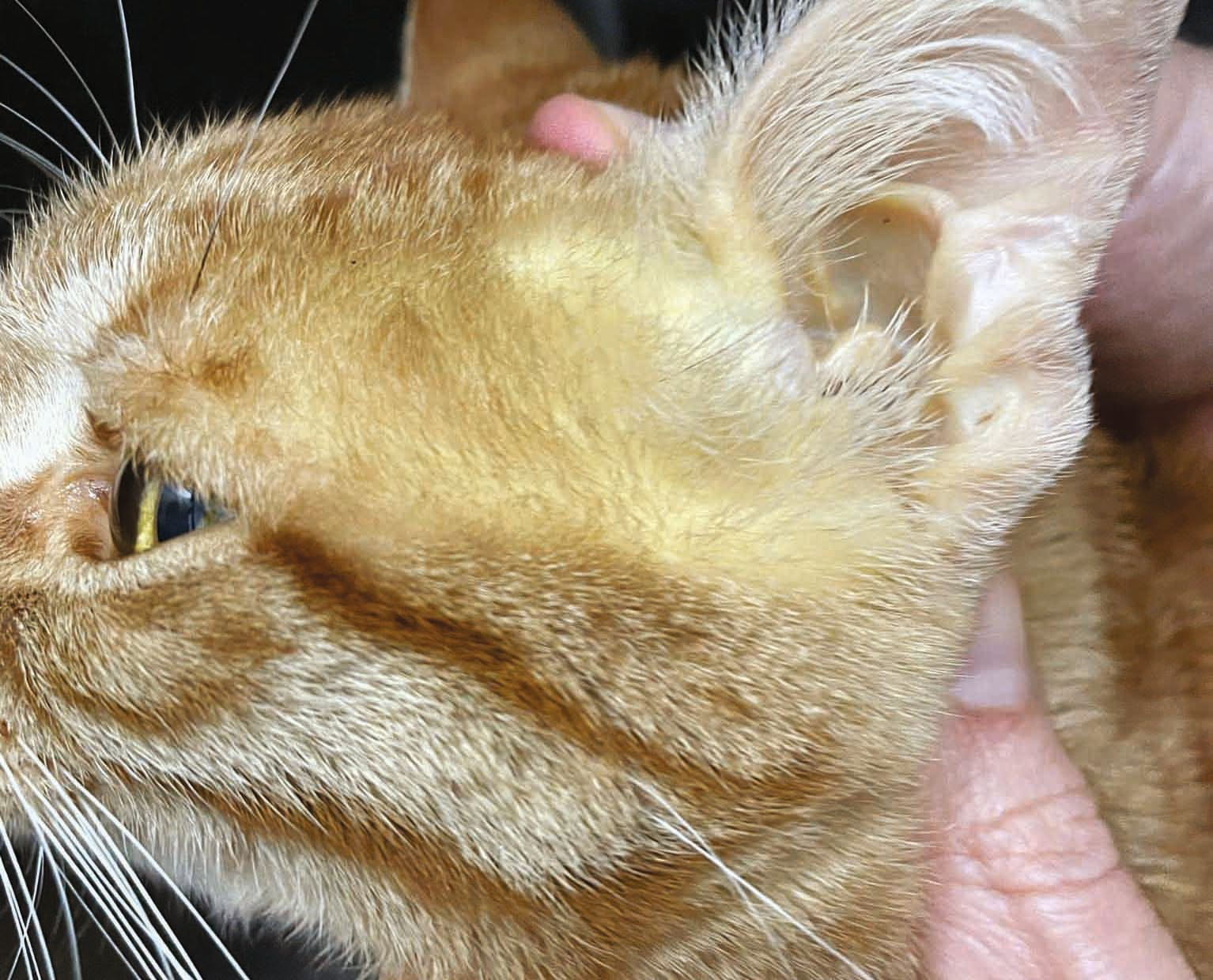 Figure 1. Ictère chez un chat mâle castré de 4 ans atteint