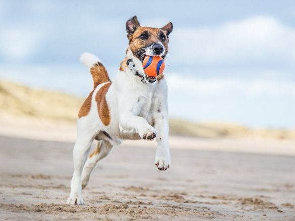 chien courant sur la plage avec une balle dans la gueule