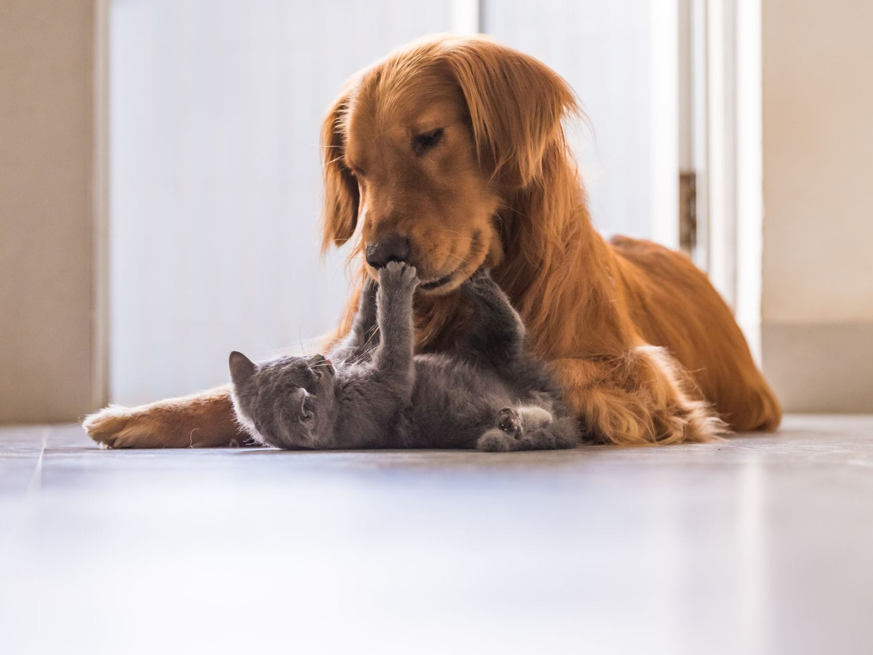 Golden retrievers et british shorthair jouant ensemble