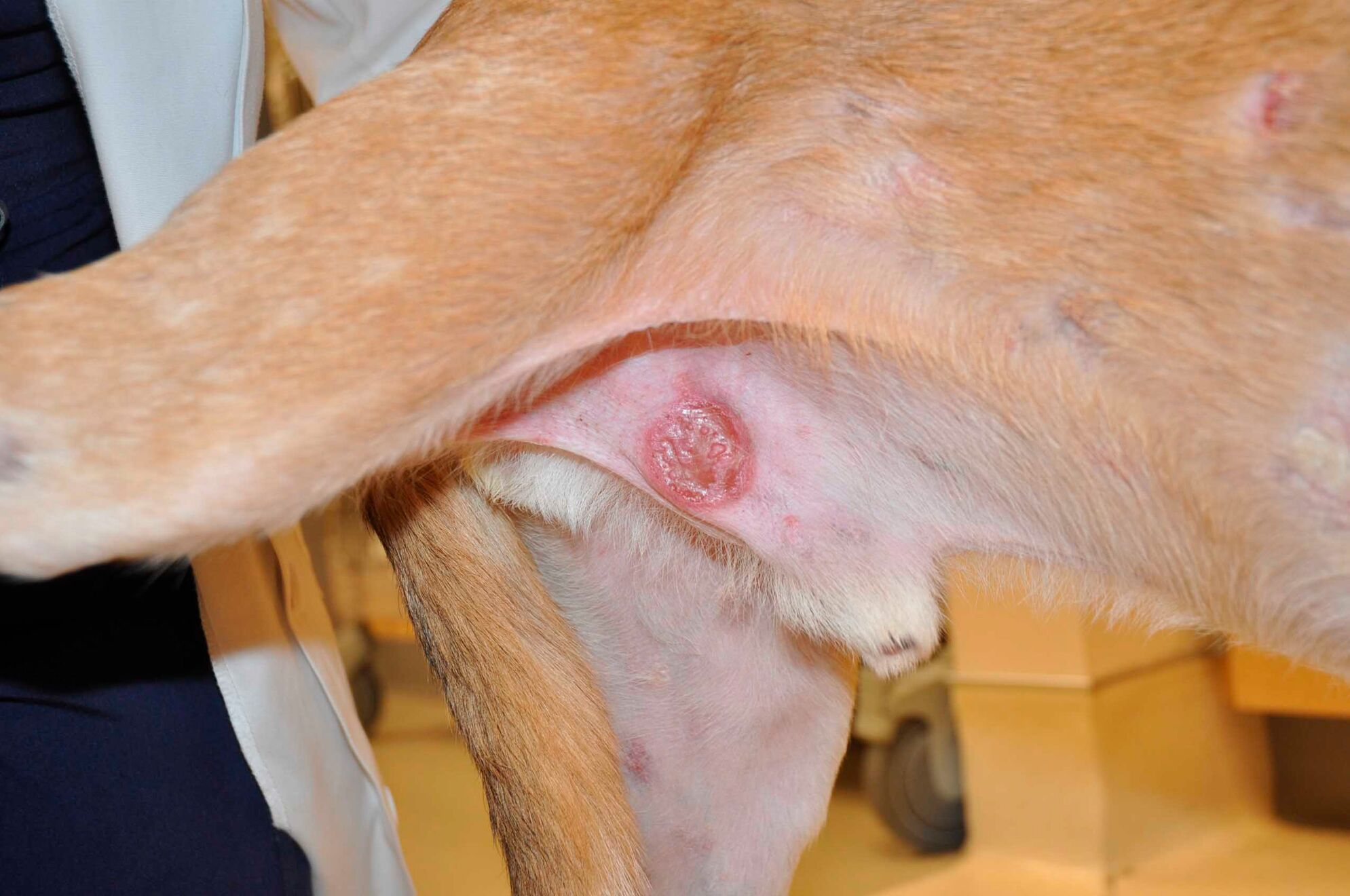 Nodule et plaque ulcérée chez un chien présentant un lymphome épithéliotrope