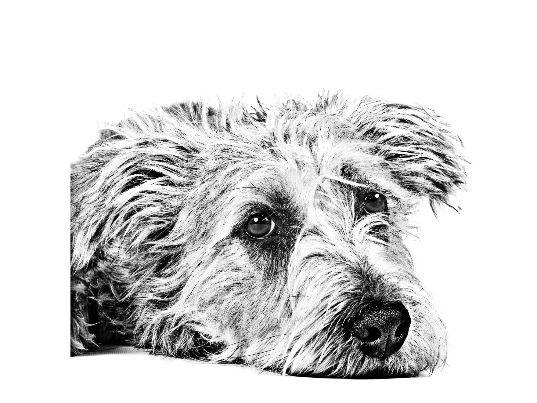 Irish Glen of Imaal Terrier adult black and white