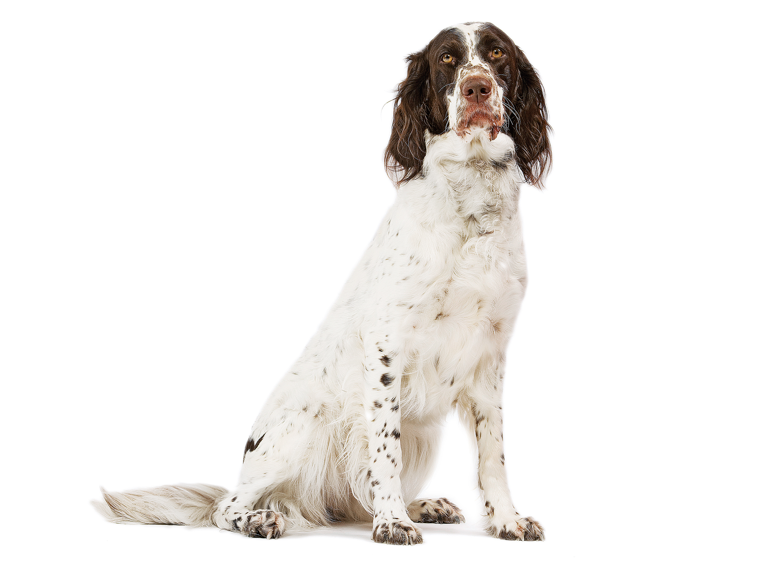 French spaniel adult black and white