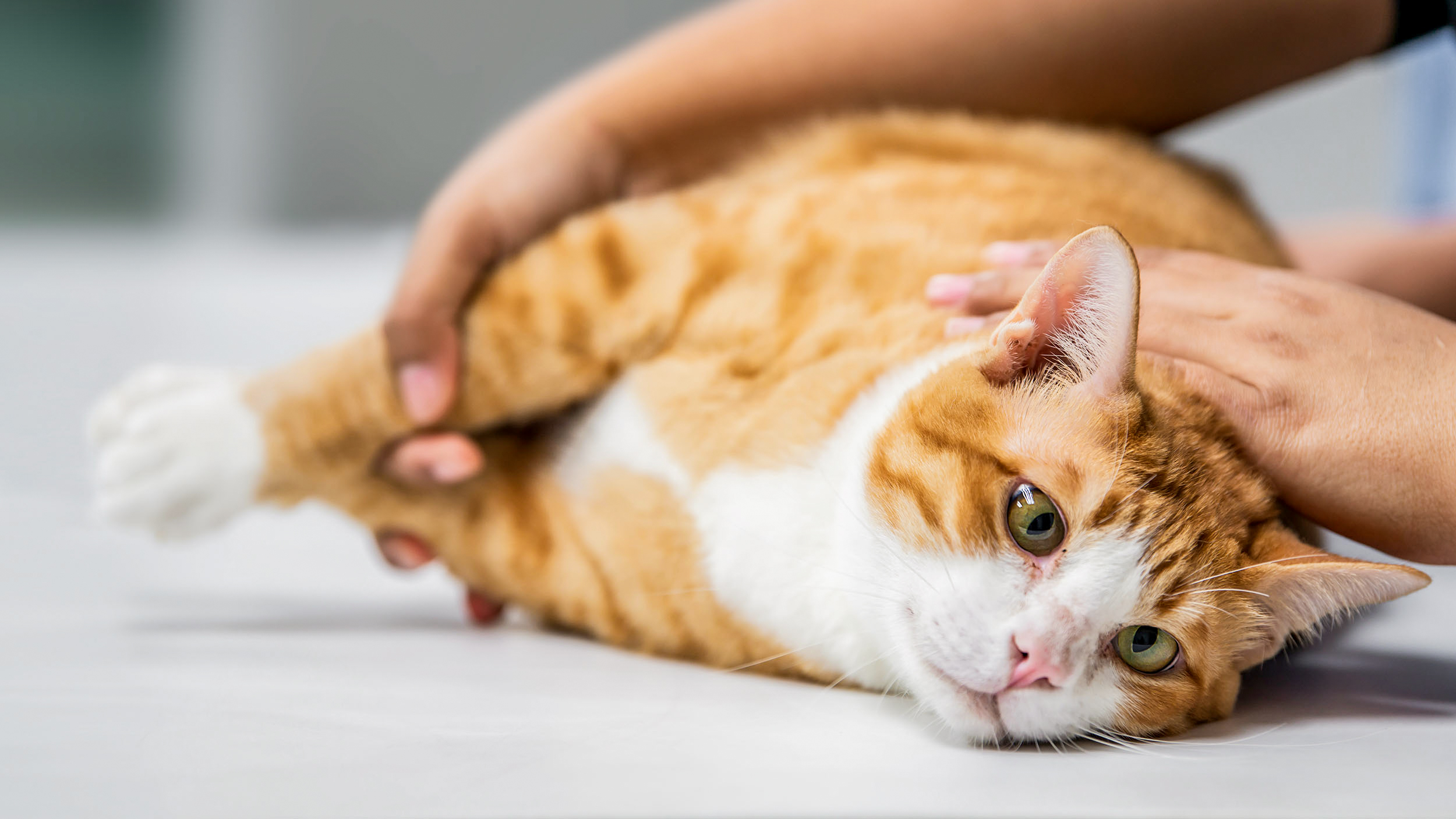 Adult cat lying down on an examination table being checked over by a vet.