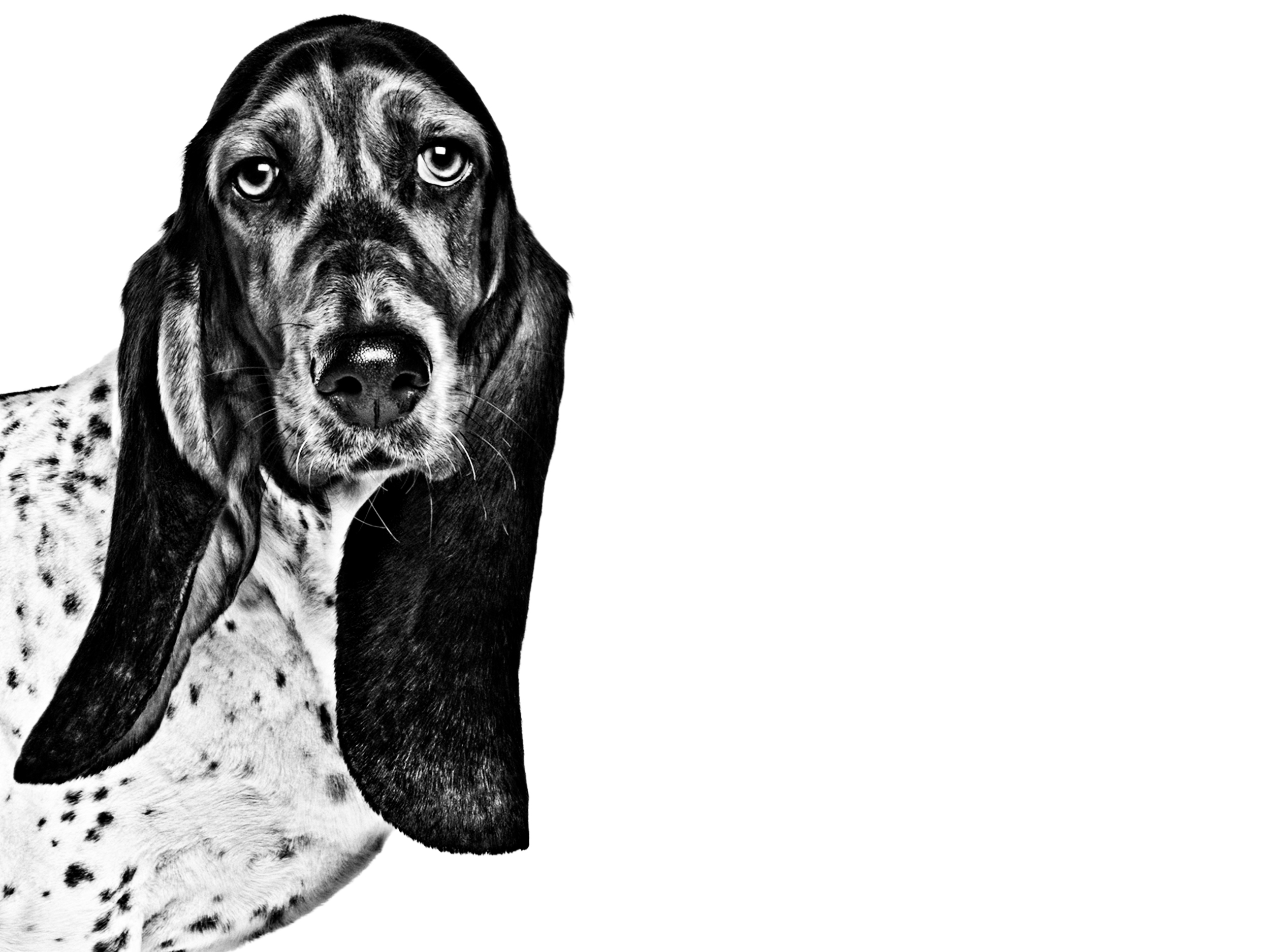 Basset Artesien Normand black and white