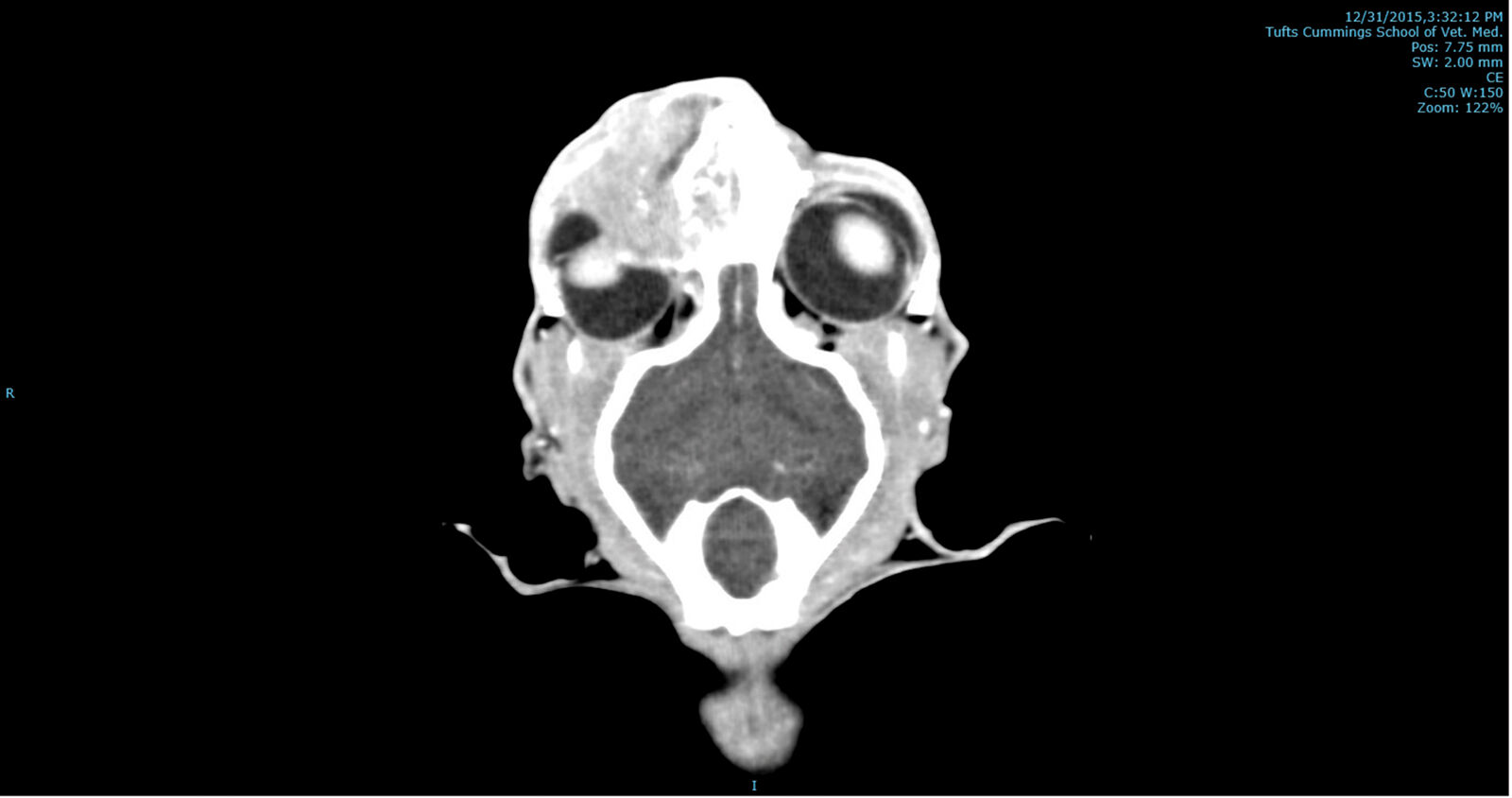 Figure 4. A CT image of the cat shown in Figure 2, documenting a mass lesion.