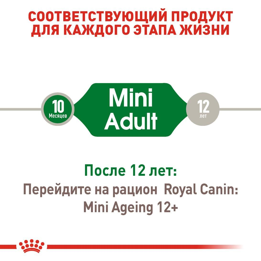 Mini Adult