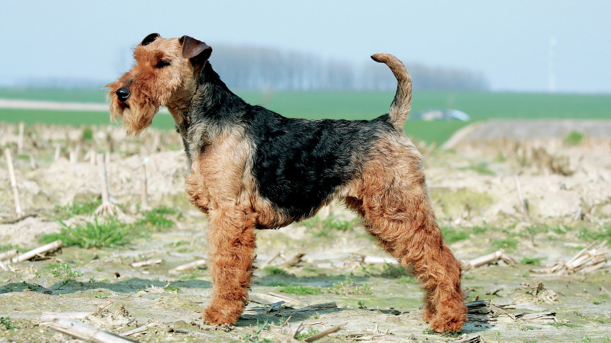 Side view of Welsh Terrier standing on sand and dried grass