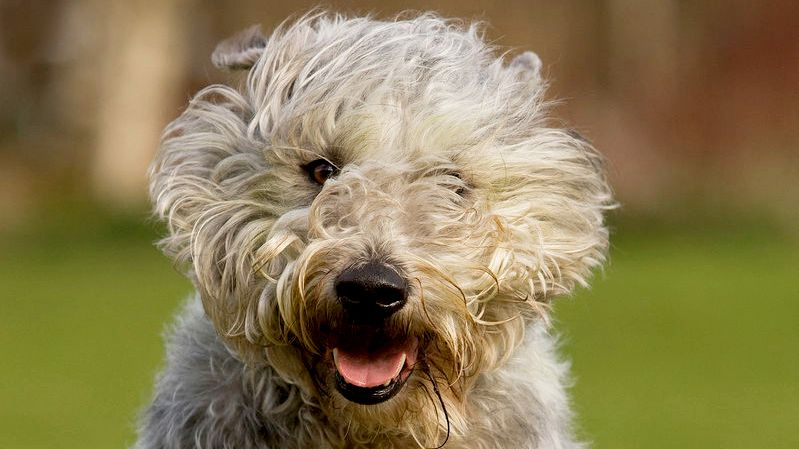 Glen Of Imaal Terrier with wind blowing fur back over its face