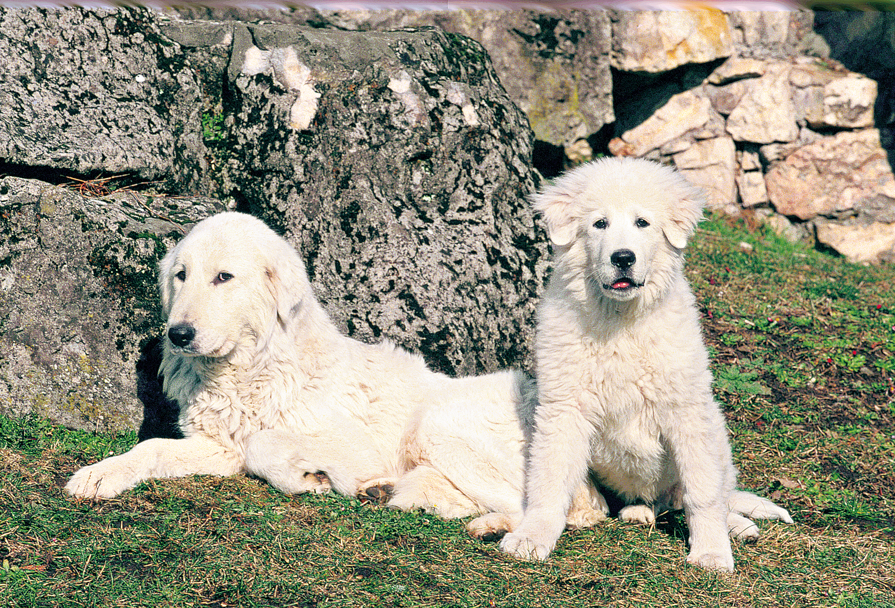 Two Maremmano-Abruzzese Sheepdogs looking towards camera