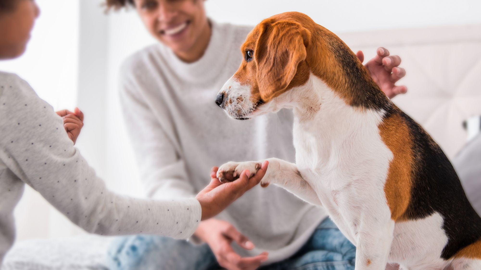 Beagle adulto sentado en una cama dandole una pata a un niño mientras el padre supervisa.