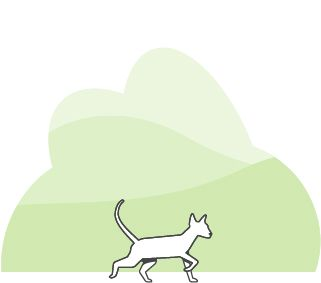 Geïllustreerde lopende kat met groene achtergrond