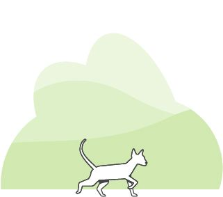 Illustrazione di un gatto che cammina su uno sfondo verde