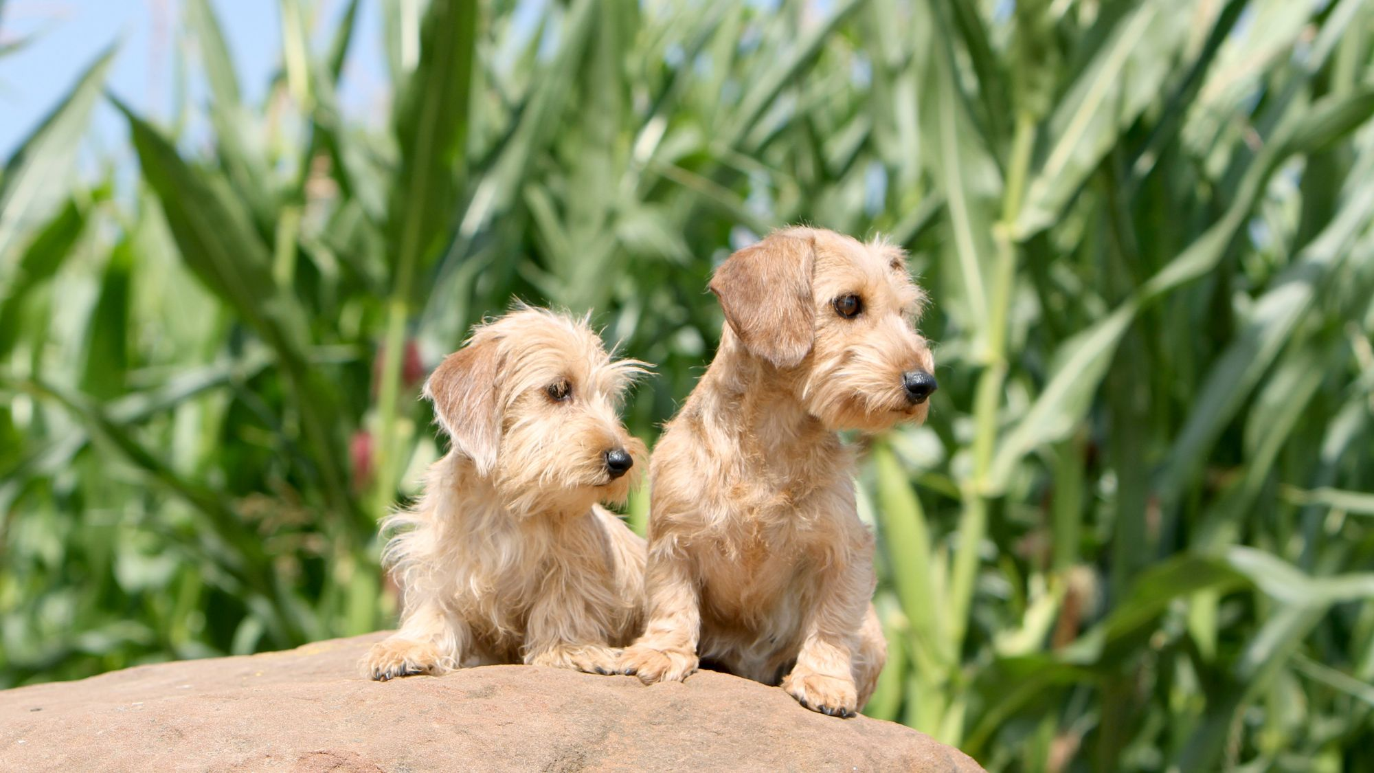 Two Standard Wire Haired Dachshunds sat on a rock