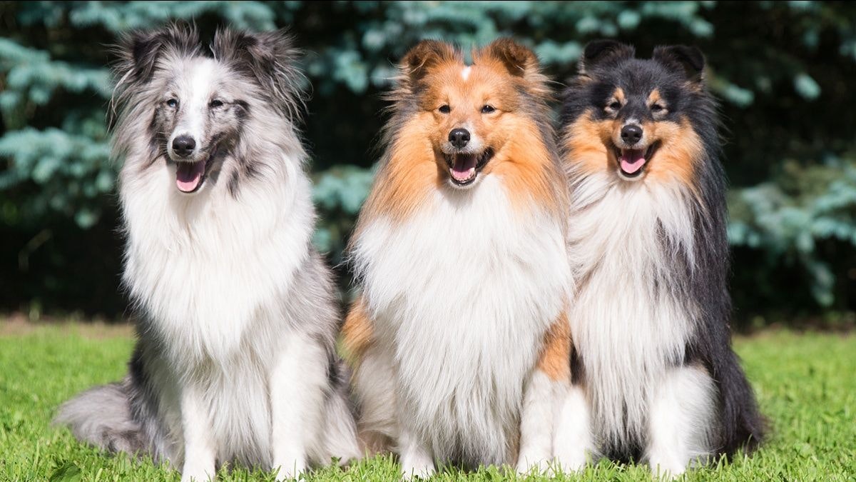 La mode des petits chiens : impact de la taille sur la santé des animaux
