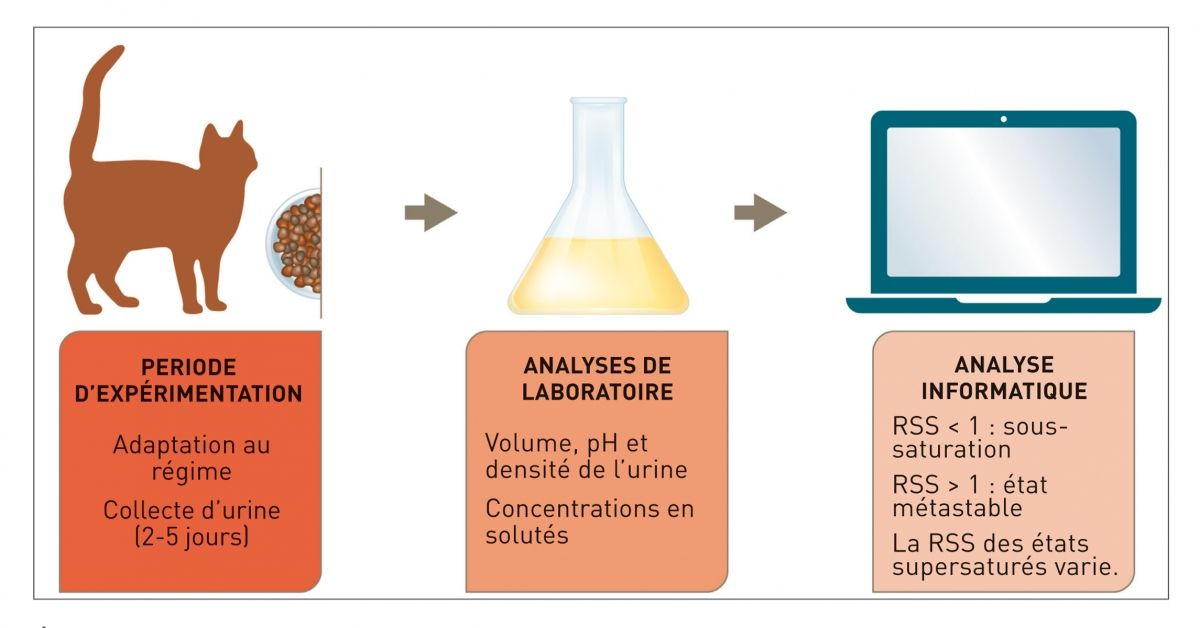 Figure 1. Détermination de la supersaturation relative (RSS) vis-à-vis d’un cristal donné en conditions expérimentales. © Cecilia Villaverde/Redrawn by Sandrine Fontègne