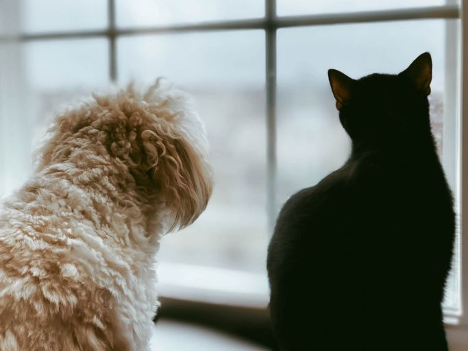 Hond en kat kijken uit het raam