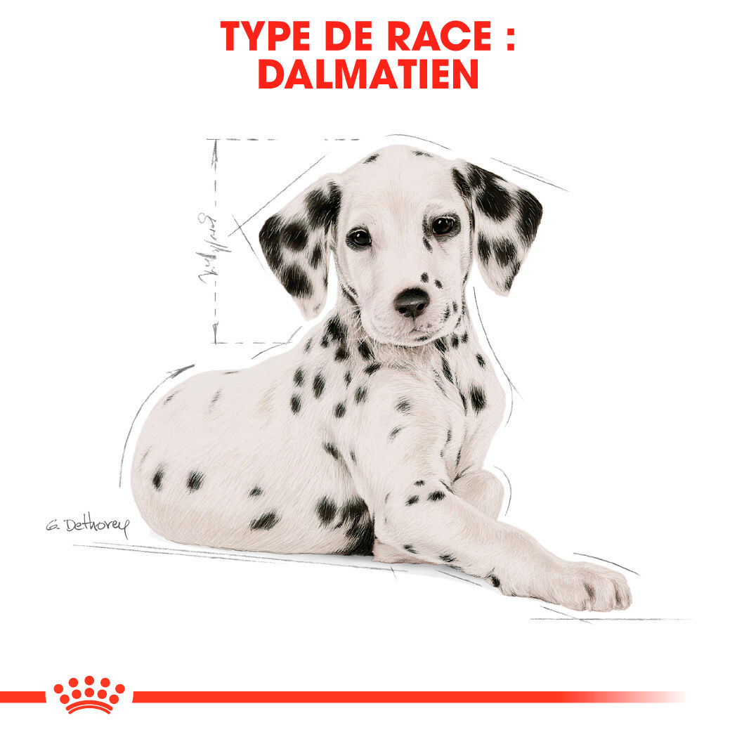 Dalmatian Puppy