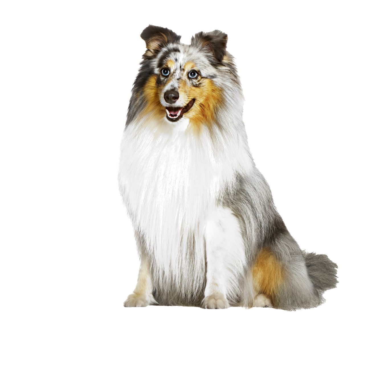 Skin & Coat Chews Adult Dog Supplements
