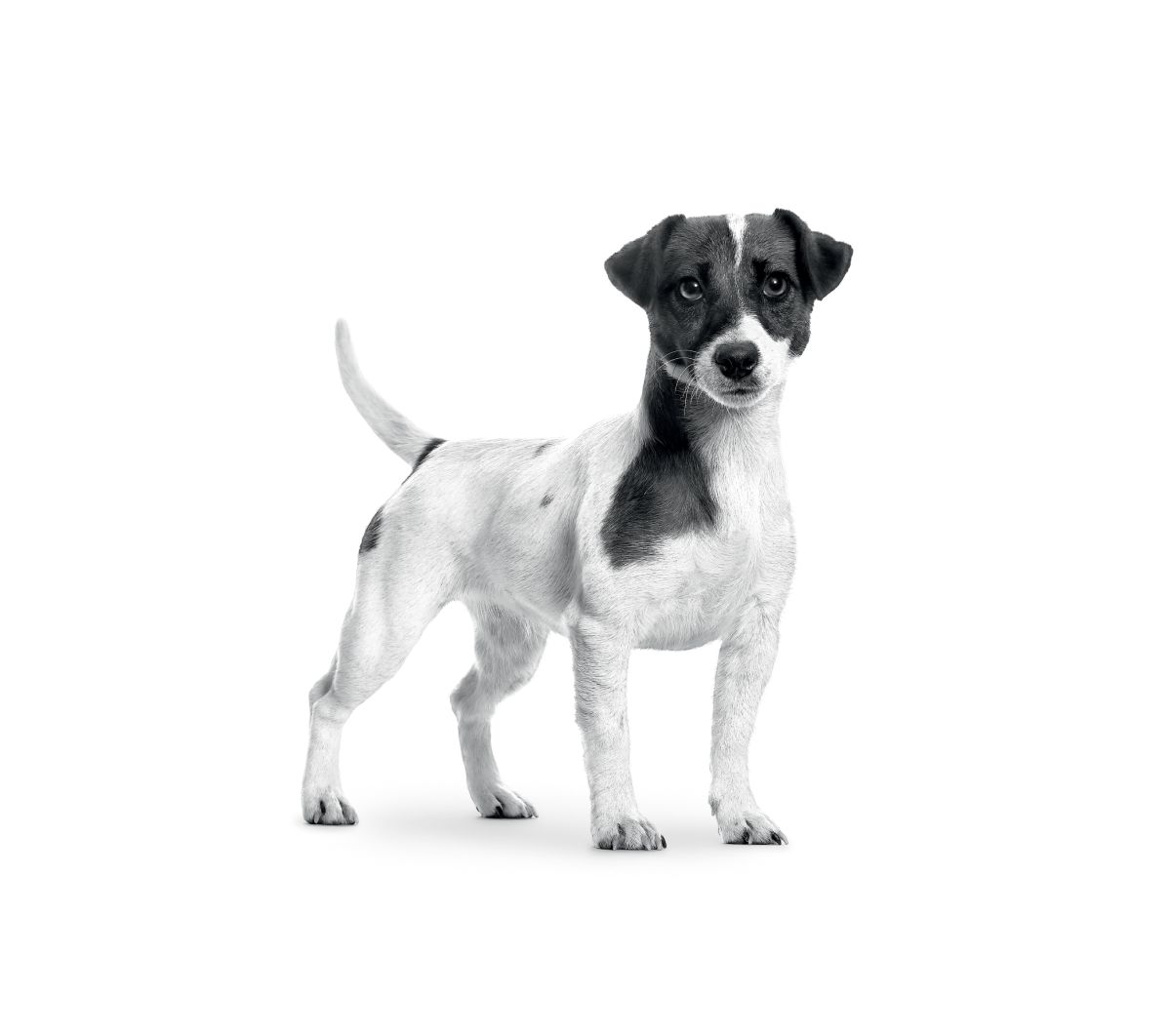 Petit chien terrier de face