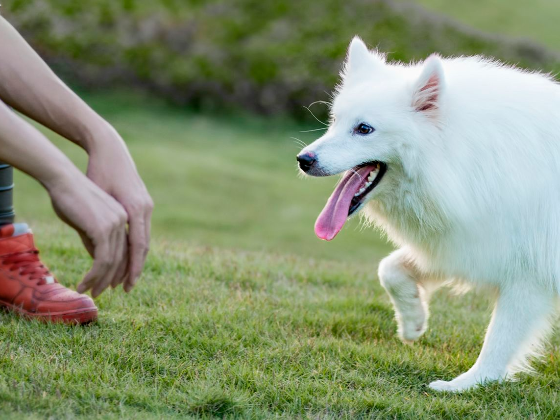 Młody pies rasy samoyed w ogrodzie zmierza w kierunku wyciągniętych dłoni