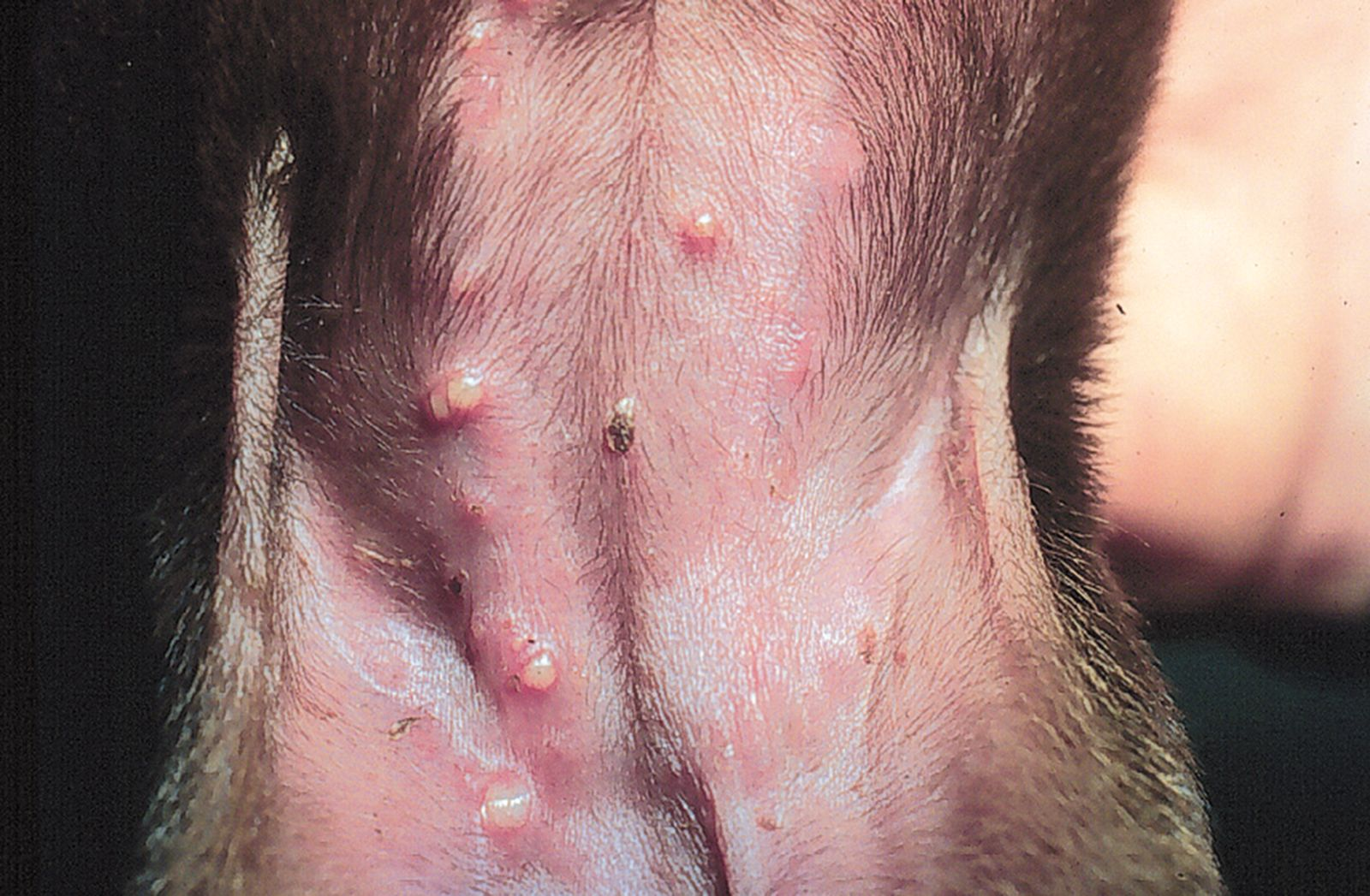 Figure 1. Plusieurs pustules non folliculaires sur labdomen dun chiot. Robert Kennis