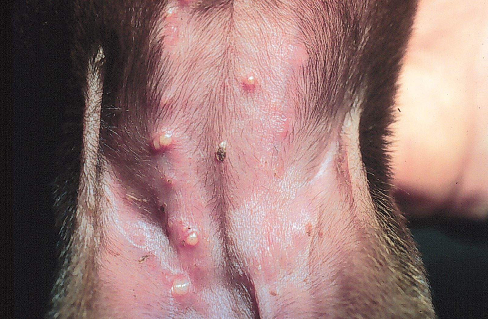 Multiple pustules on the puppy's abdomen