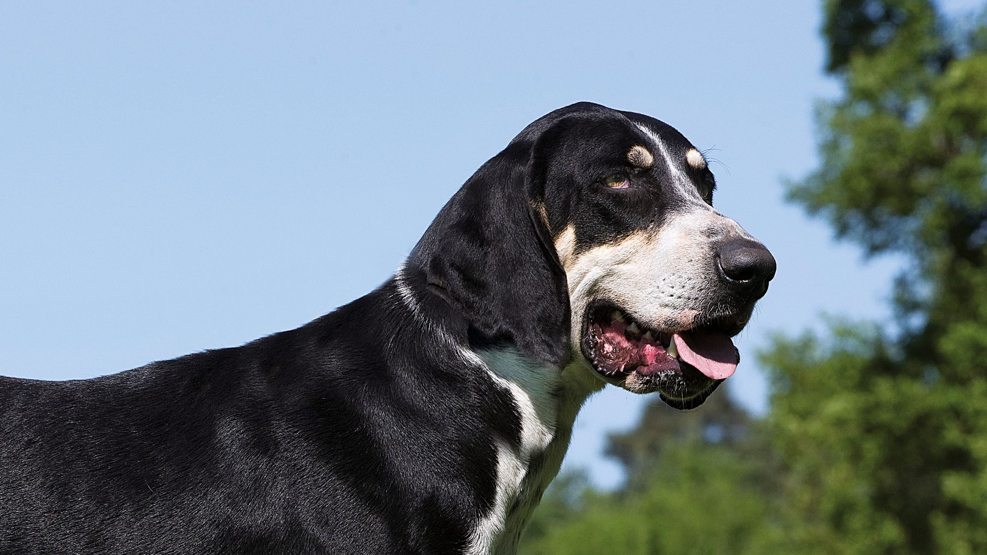 Great Anglo Francais Black and White Hound stood looking to the side, tongue out