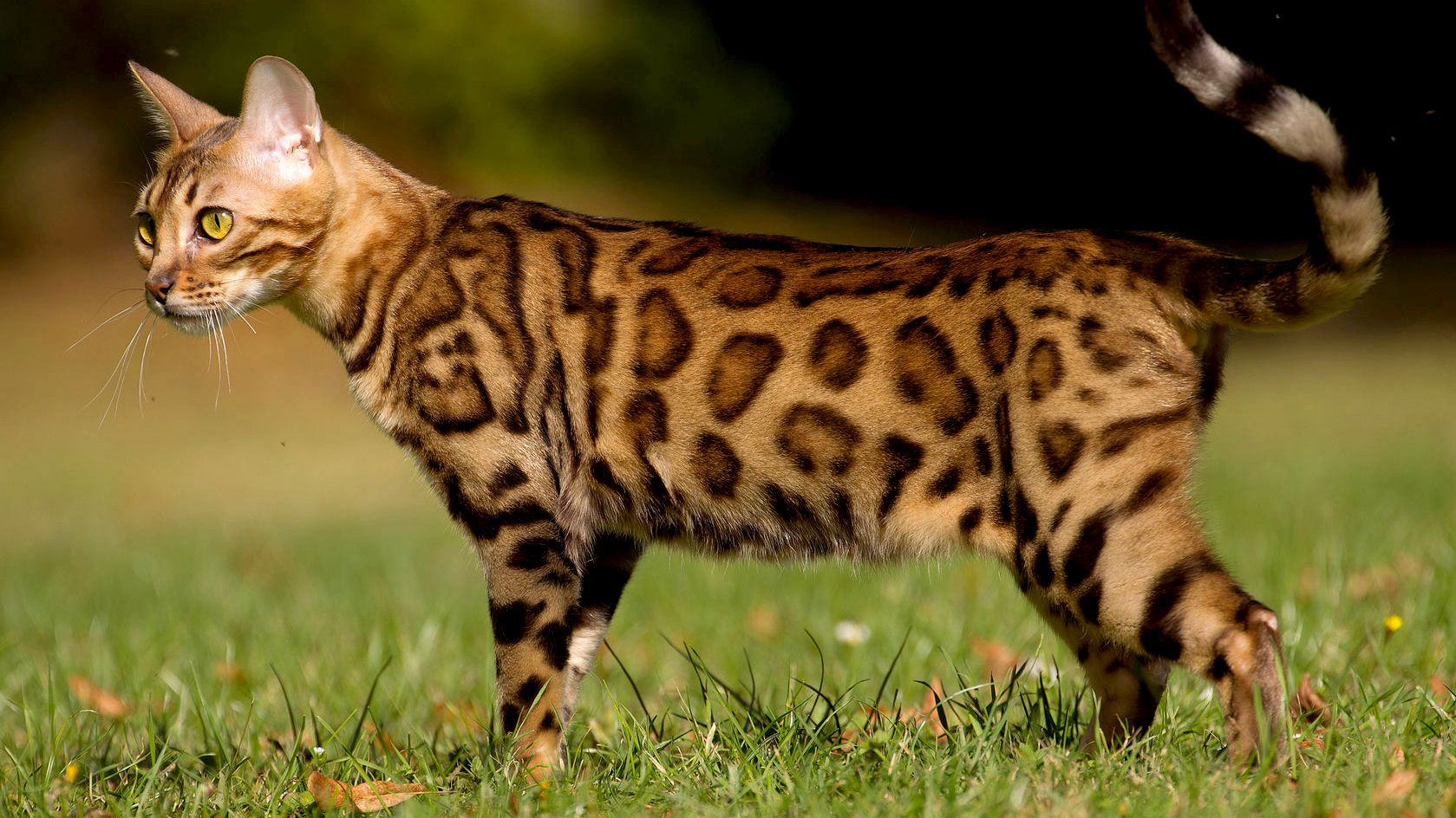 Tampak samping kucing Bengal yang sedang berjalan di atas rumput