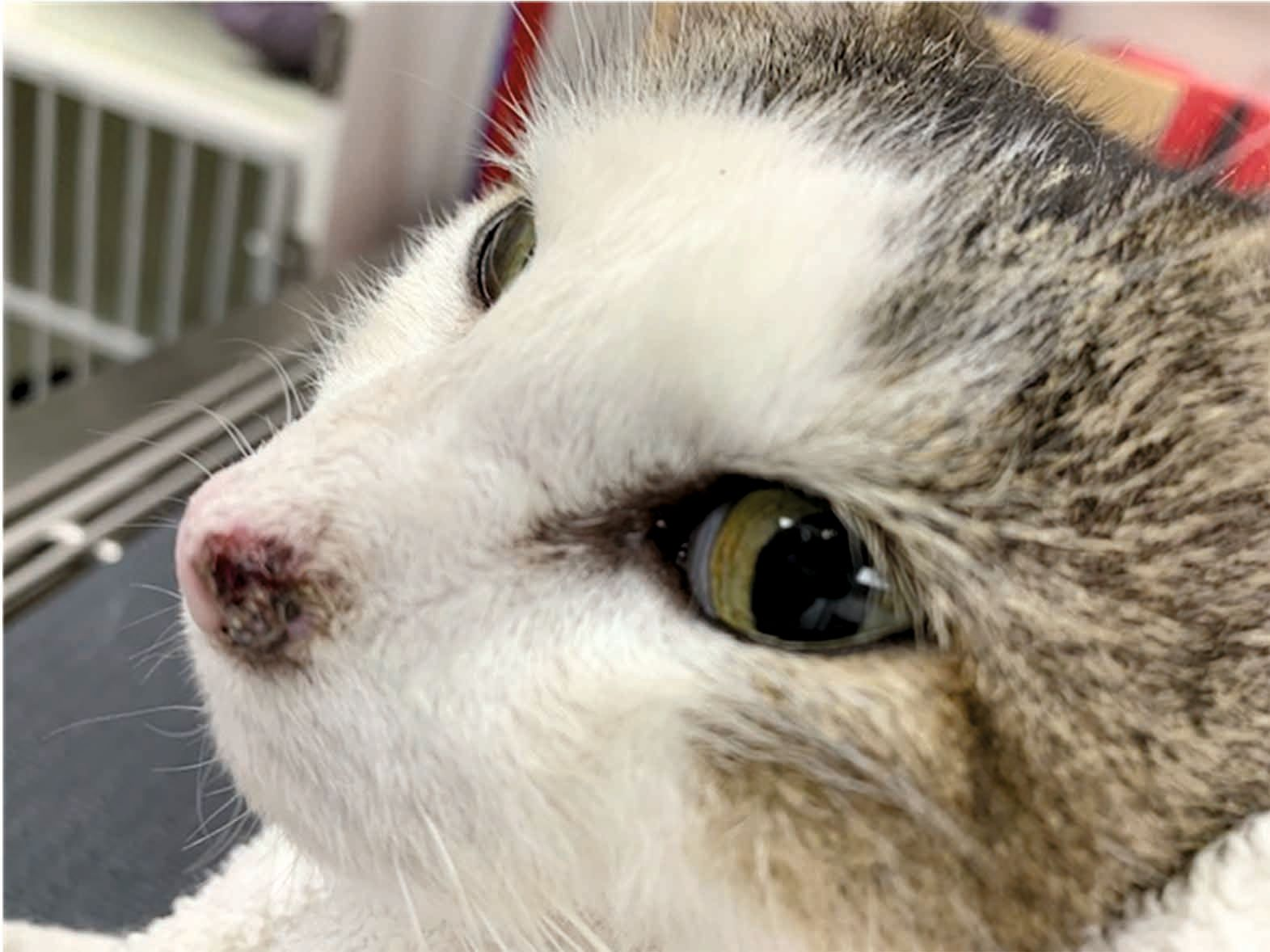 A 10-year-old female spayed DSH barn cat with a one-year history of a lesion on the left bridge of nose and nasal planum. Squamous cell carcinoma was diagnosed on biopsy. 